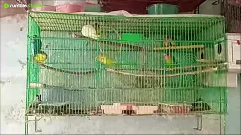 Pets (love birds) in good mode