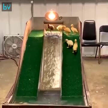 Duck slide