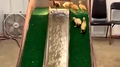 Duck slide