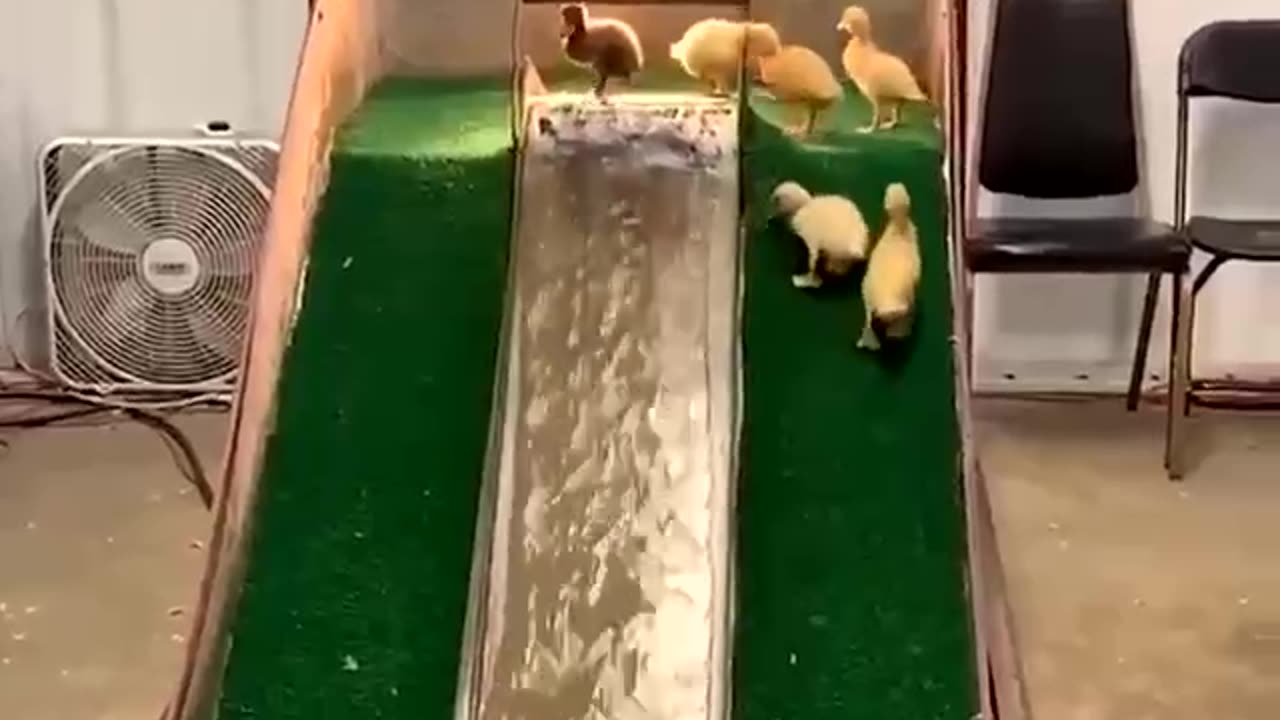 Duck slide
