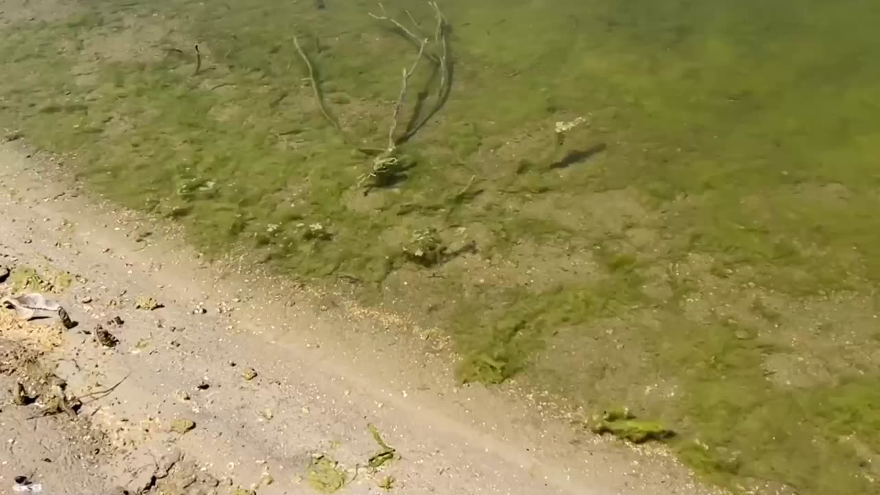 Making a Bass Haven with Tree Branches