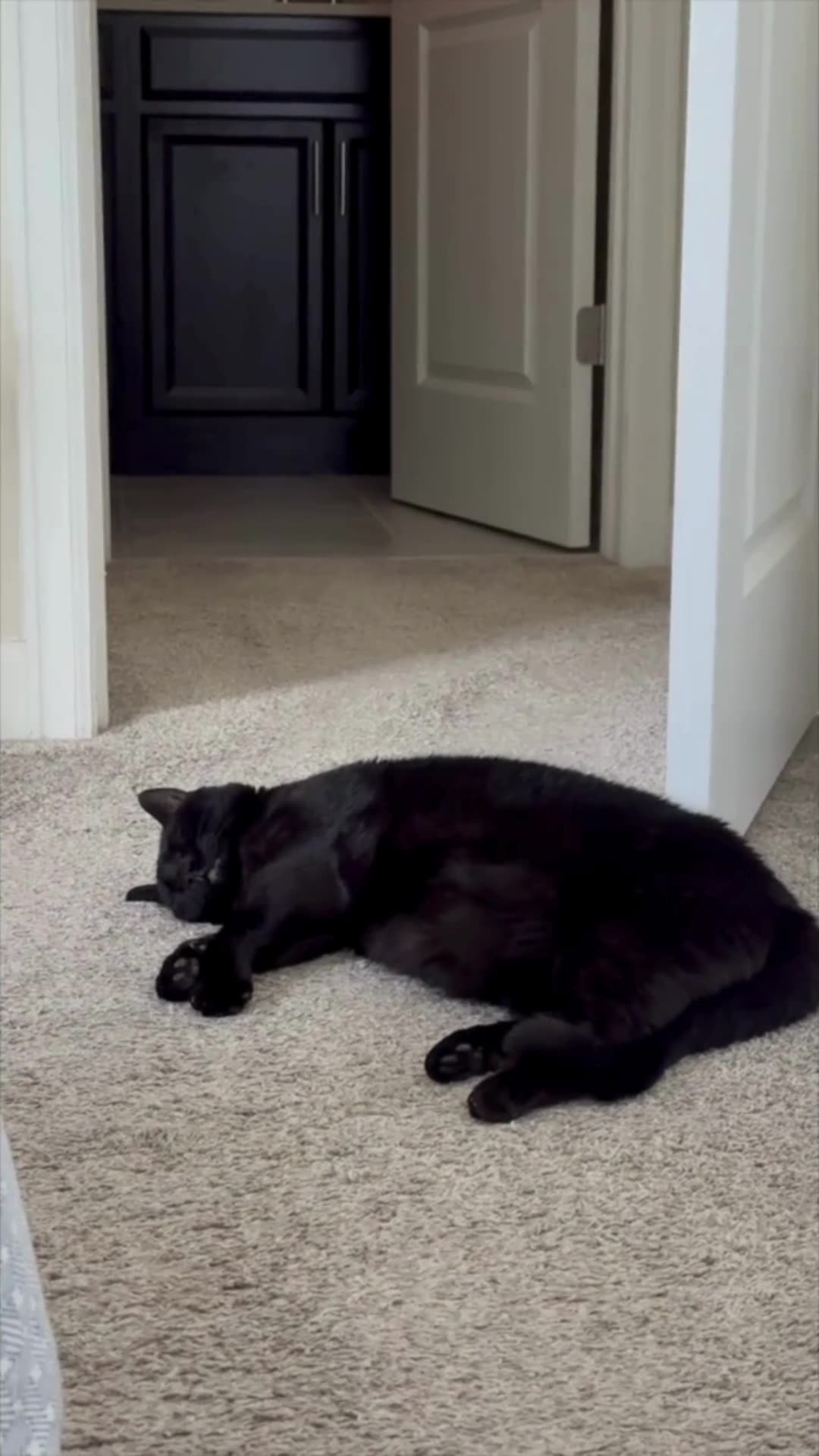 Cute Precious Piper Takes a Nap in the Doorway - My Adopted Shelter Cat Vlog #shorts