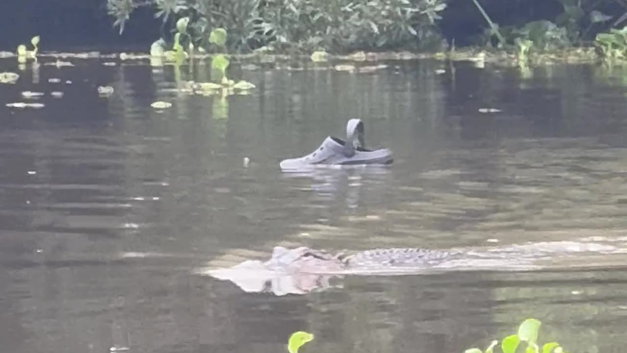 The Crocs Are in the Water