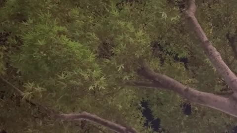 Andy Smith Tries to Shake a buzz off 6-22-25