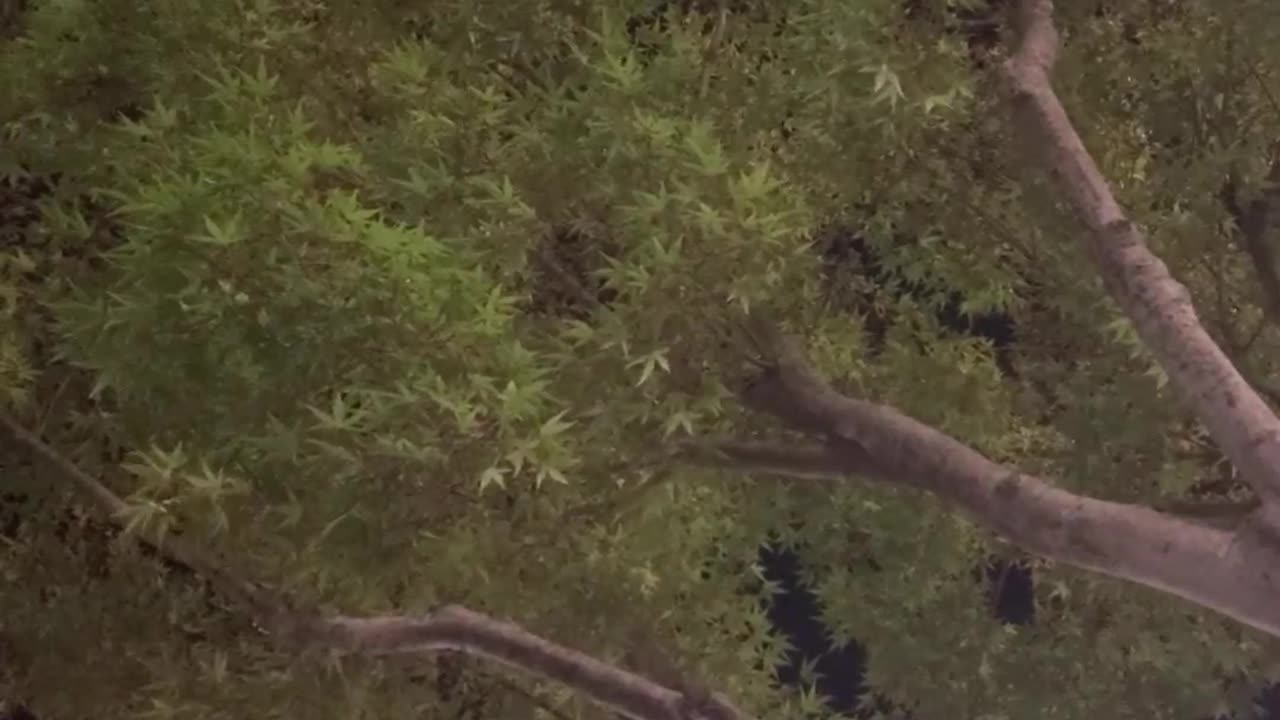 Andy Smith Tries to Shake a buzz off 6-22-25