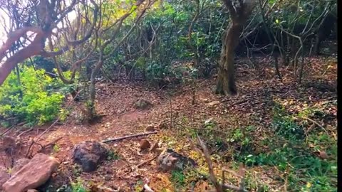 4k Nature HD Nature Beautiful Video Ultra HD