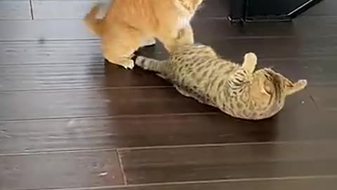Must Watch: Funny Cat Pulls Off Sneak Attack!