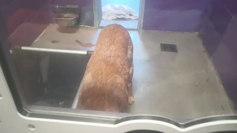 Bingo 1y Pet Id 947829 kennel 27 HSSAZ shelter he's really cool 2 me .. I love this guy20250711_132