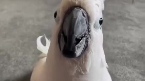 the funniest parrot ever! 😂 laugh till you cry!