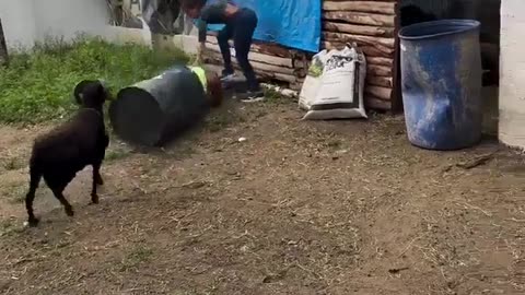 😂🐐 When This Goat Woke Up, It Chose VIOLENCE! | FunFM