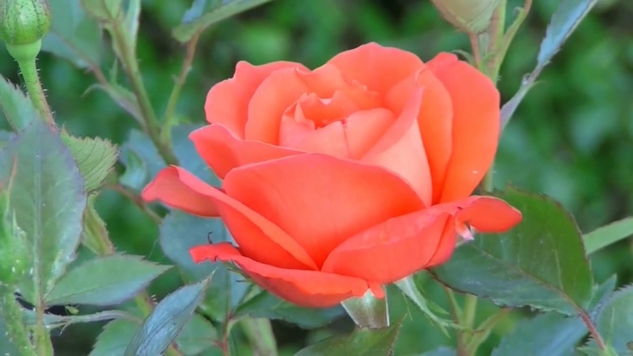 Rose, red rose, flower