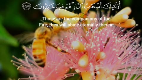 🔥Surah Al-Baqarah 2:257💡🌑سورہ البقرہ آیت🔥