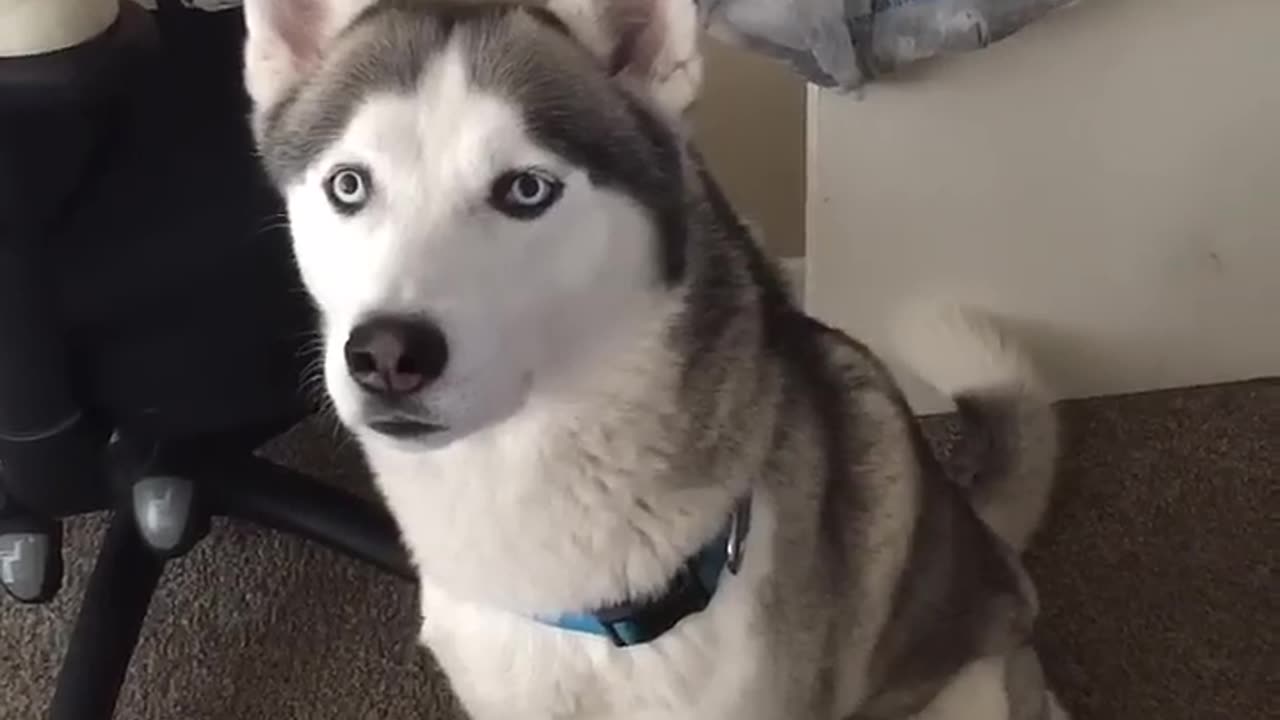 Siberian Husky speaking
