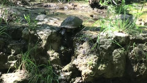 🐢 Sun-Kissed Leap: Turtle's Refreshing Jump into a Pond Amid Healing Birdsong on a Clear Day