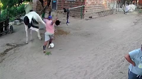 😂funny animal videos 2022 🤣 funniest elephant and horse videos