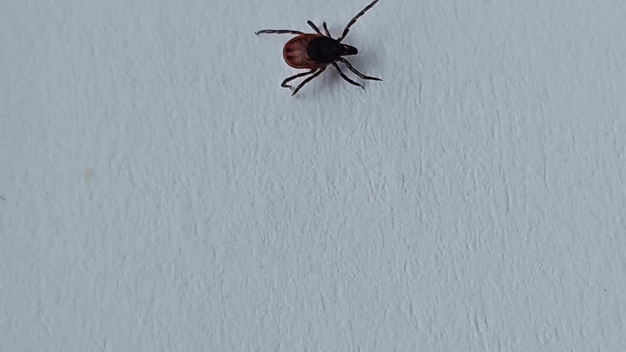 Kleszcz / Tick [Rumble Short]
