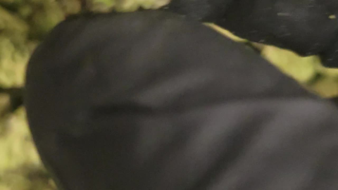 Insane Pound Cake THC Flower