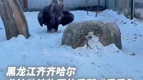 😂💡 Vulture's Winter Dance | FunFM
