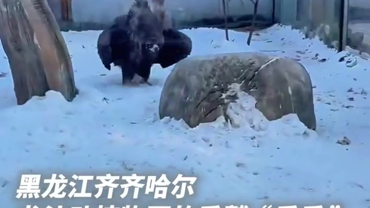 😂💡 Vulture's Winter Dance | FunFM