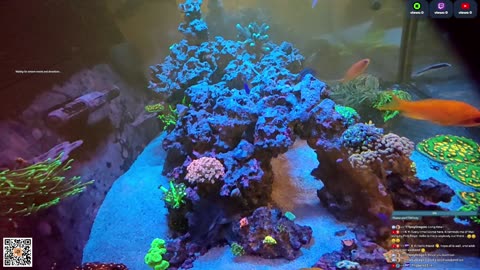 24/7 Real Live Reef Stream