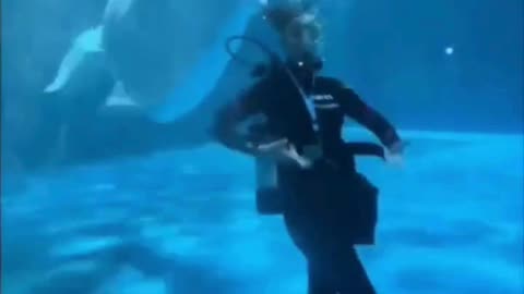 🐋😂 Beluga Whale Plays with Diver Underwater! 🌊#BelugaWhale 🐋💙 #UnderwaterFun 🤿🌊 #MarineLife 🐠✨