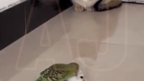 Funny video