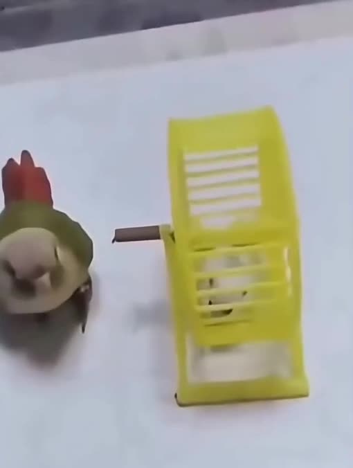 That's how stupidbird interrogates suspects