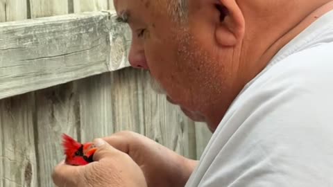 Veteran Saves Cardinal From His Backyard Fence