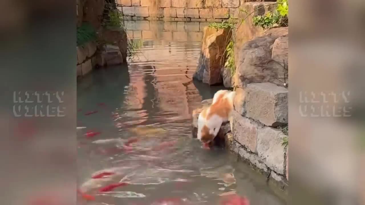 Smart cat