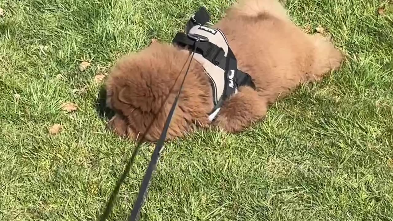 Lazy Dog Flops Down For Mid-Walk Nap