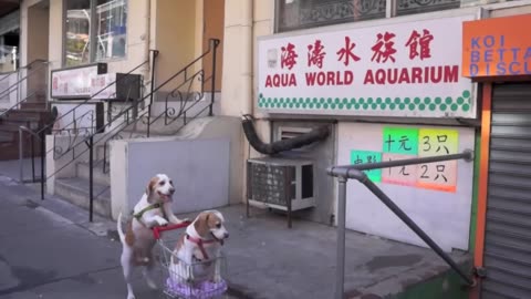 Dogs' Epic Shopping Cart Voyage_ Funny Dogs Maymo & Penn