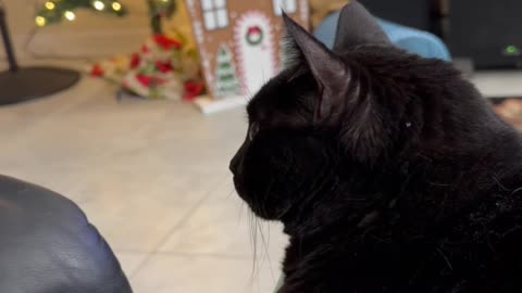 Cute Precious Piper Holds Up the Chair - My Adopted Shelter Cat Vlog. #shorts