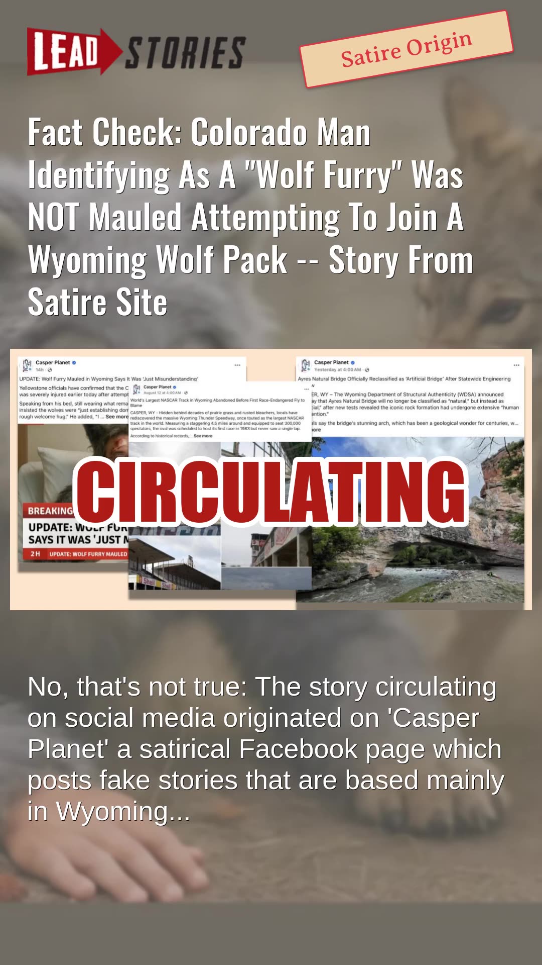 Fact Check: Man Identifying As A Wolf Furry NOT Mauled Attempting To Join Wolf Pack -- Satire