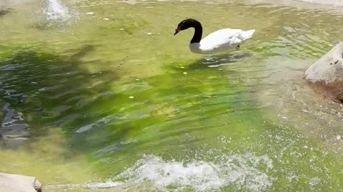 swan