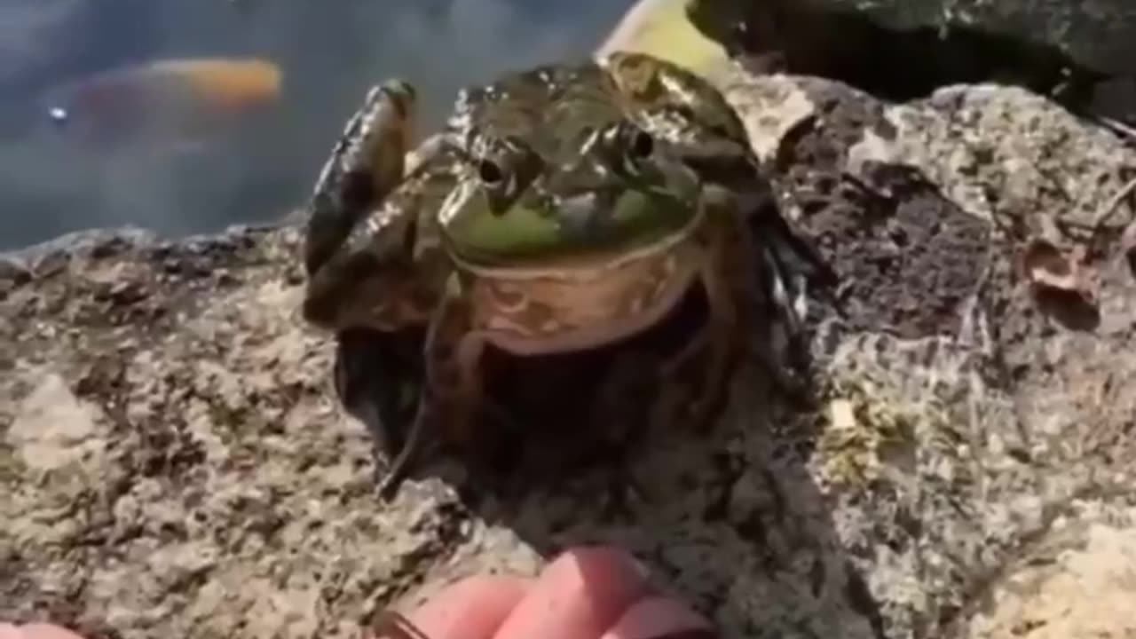 Bro Chose Violence