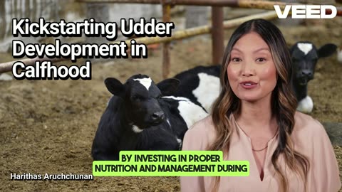 Boost Calf Udder Growth for Success