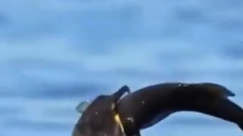 💋Cormorant Bird can swallow a Big Fish