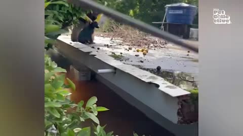 FUNNIEST Pets of 2025! 🤣 TOP Videos of the YEAR