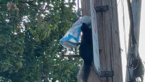 Sneaky Squirrel Steals Bread and Climbs Power Lines!