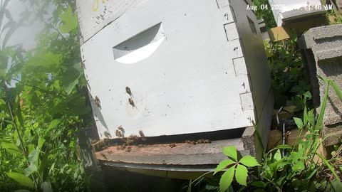 Bees on a Monday Morning