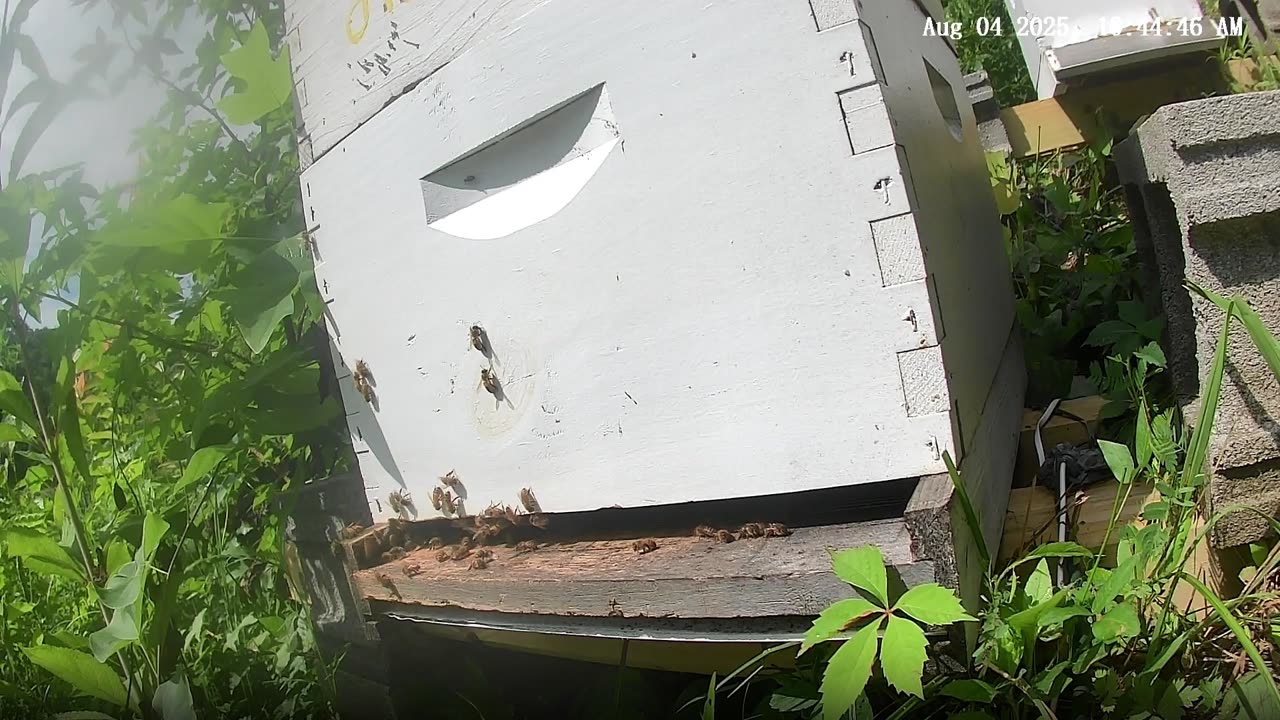Bees on a Monday Morning