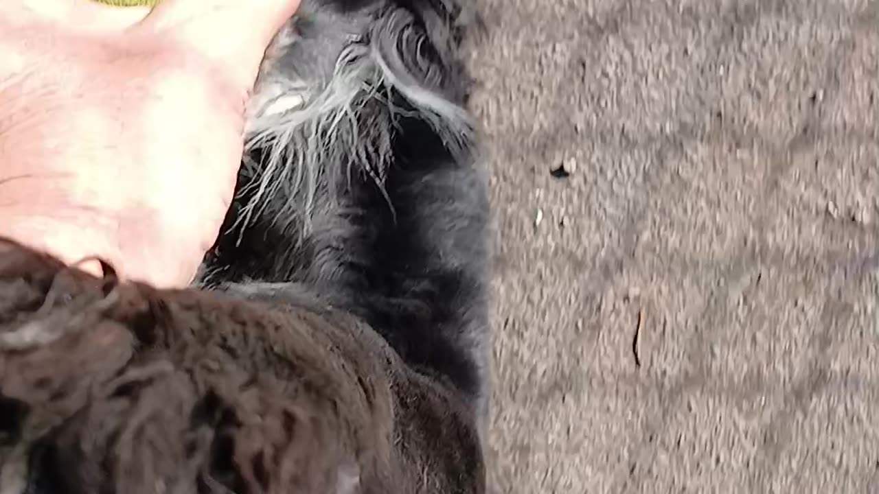 Lolanina fluffy wuffy