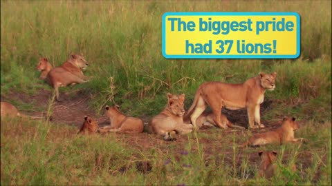Lion History