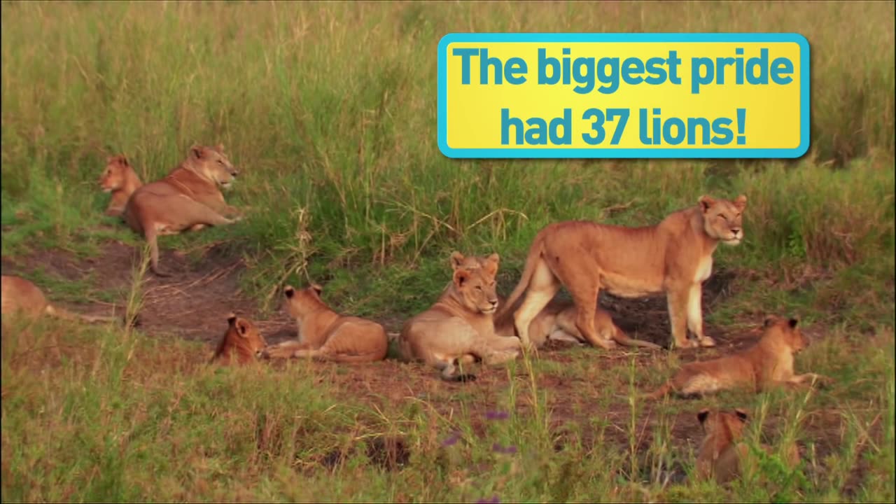 Lion History