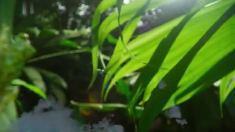 Frog Defends Eggs From Wasps