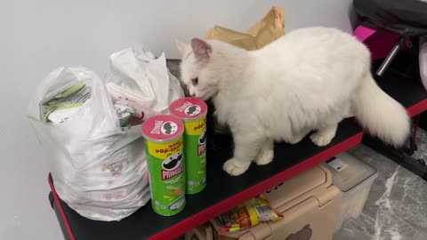 Cat love funny