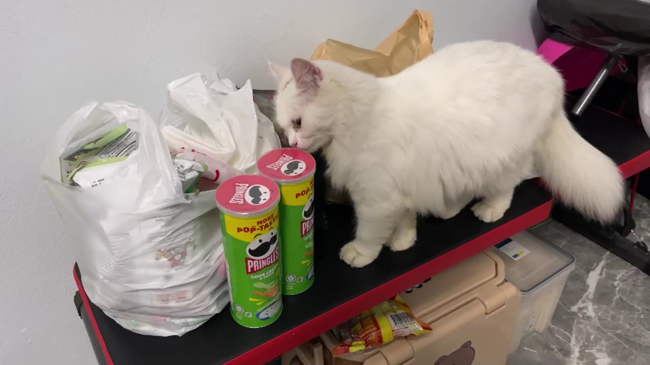 Cat love funny