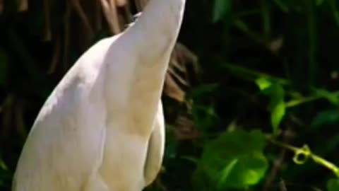 Animal species in sri lanka