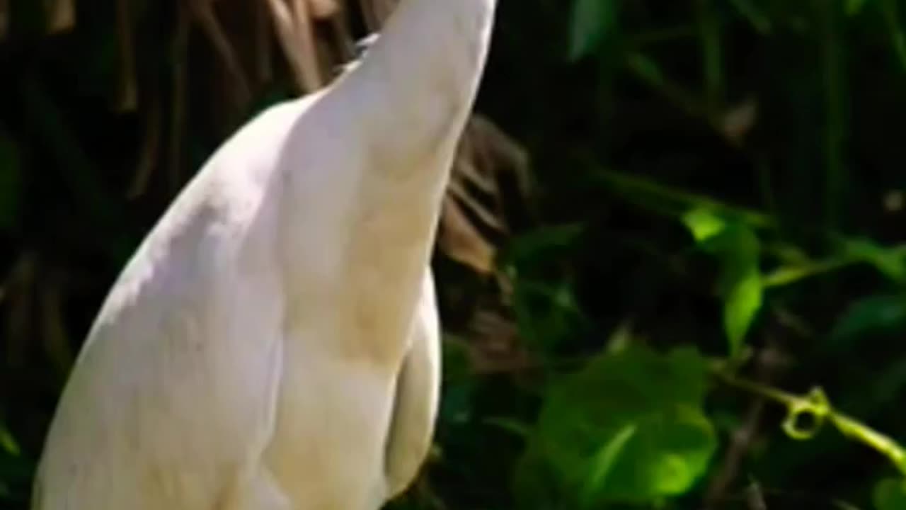 Animal species in sri lanka