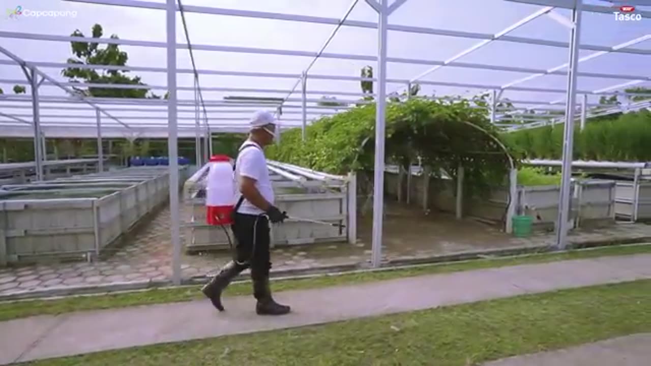 Every time Panen appears on Ikan and Sayur
